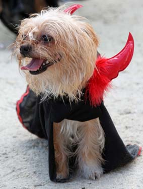 Pet Masquerade and Parade 2009 photo - Duval Street, Key West
